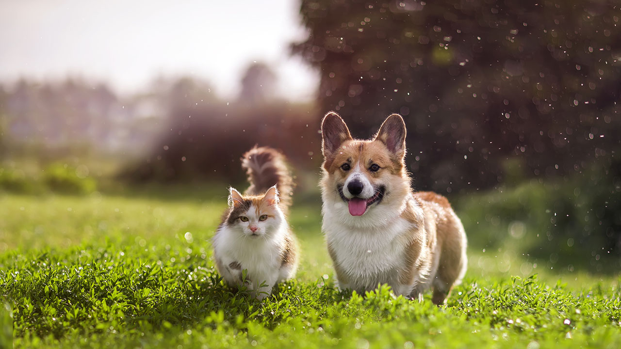 Unlocking the Secrets to Pet Happiness: Essential Care Tips