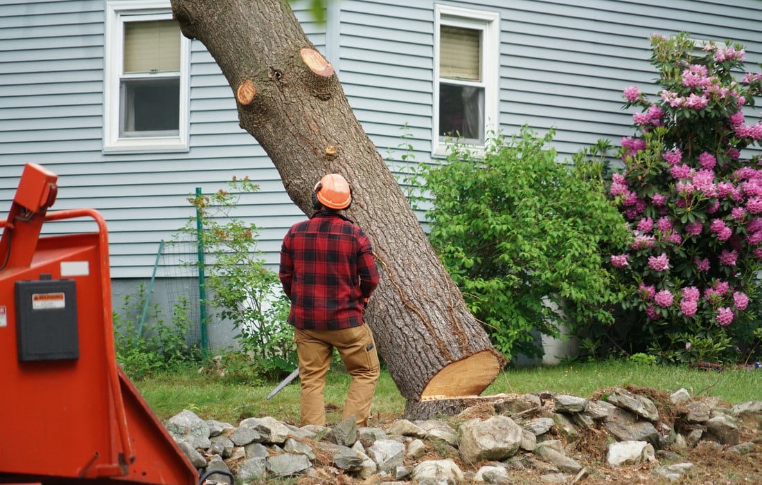 Tree Removal Services